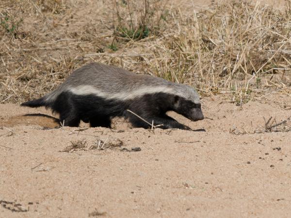 <h3>Mellivora capensis / Honey badger / Honingdas</h3>OM-1 Mark II with OLYMPUS M.150-400mm F4.5 TC, 1/2000 sec at F5.6, ISO 250, distance 67.8 m